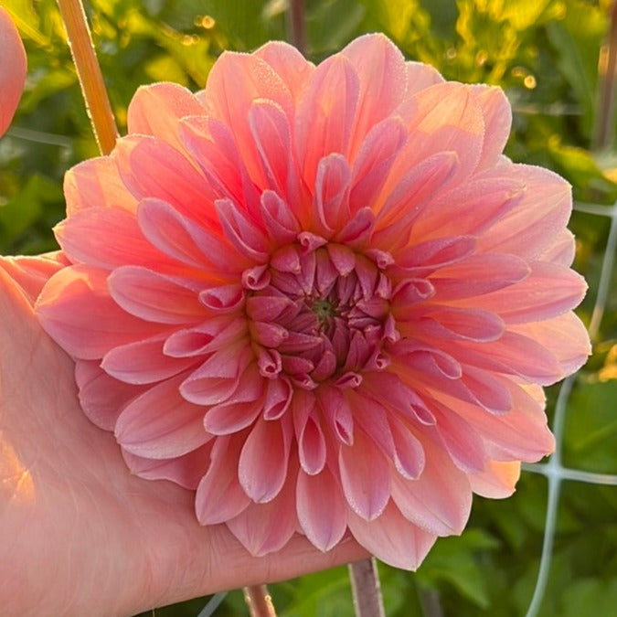 Dahlia Beauty Queen