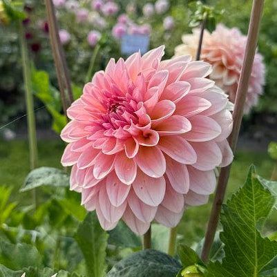 Dahlia Beauty Queen