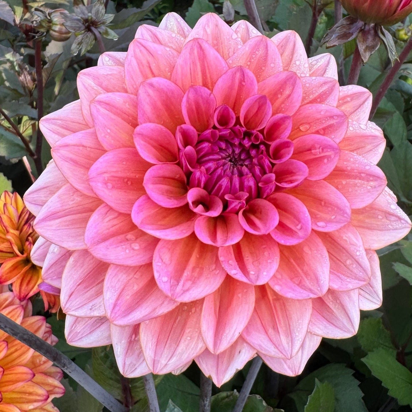 Dahlia Believers Dream