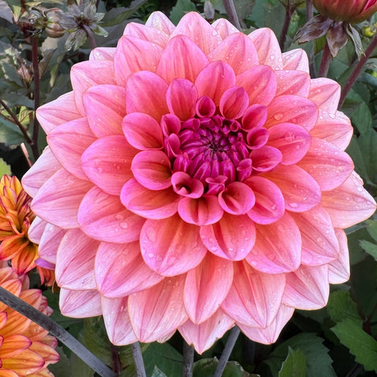 Dahlia Believers Dream