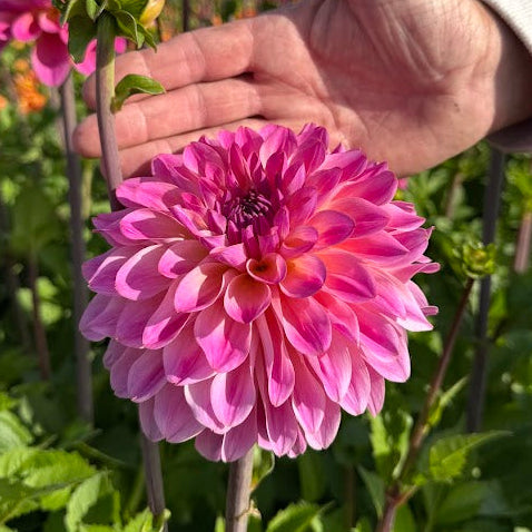 Dahlia Big Jump