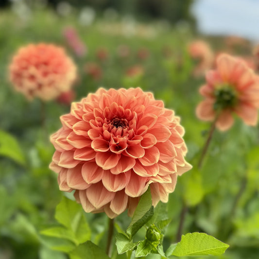 Dahlia Bizon Romance Nyhet Exclusiv!