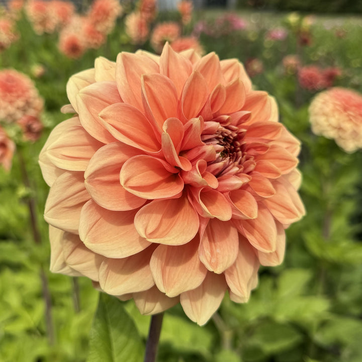 Dahlia Bizon Romance Nyhet! Exclusiv!