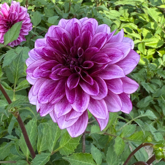 Dahlia Blue Bell Nyhet!