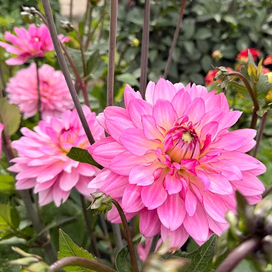 Dahlia Bright Amethyst Nyhet!