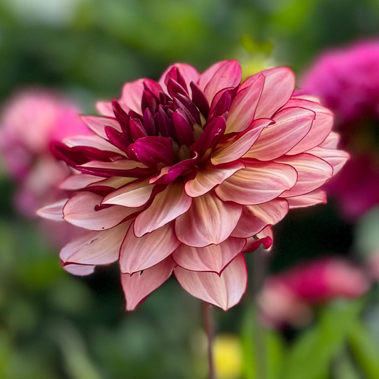 Dahlia Creme de Jowey Nyhet! Exclusive!