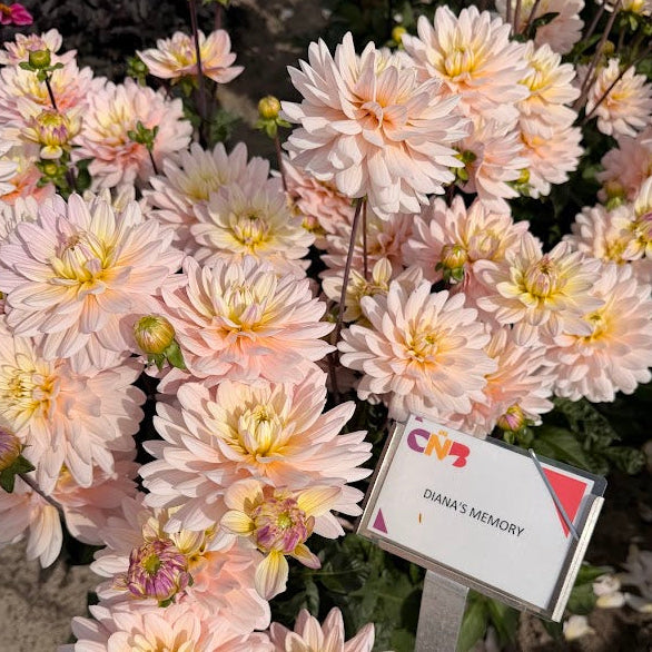 Dahlia Diana&