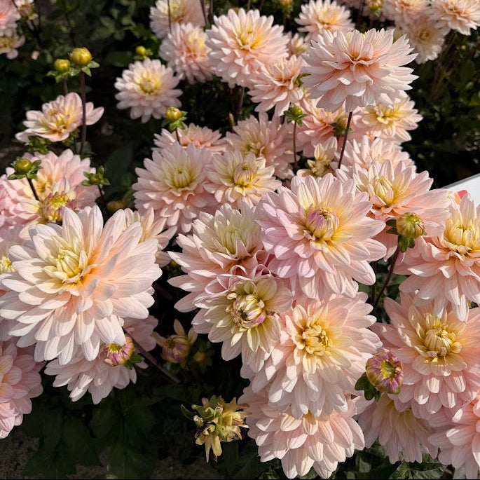 Dahlia Diana&