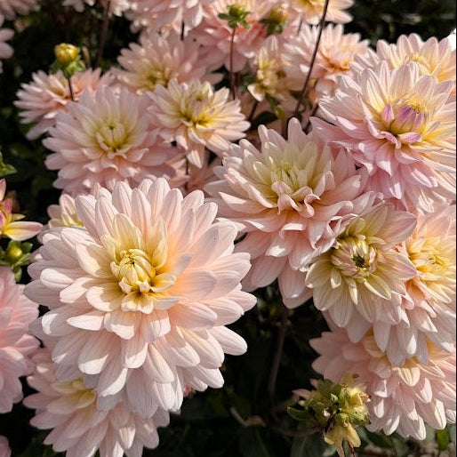 Dahlia Diana&