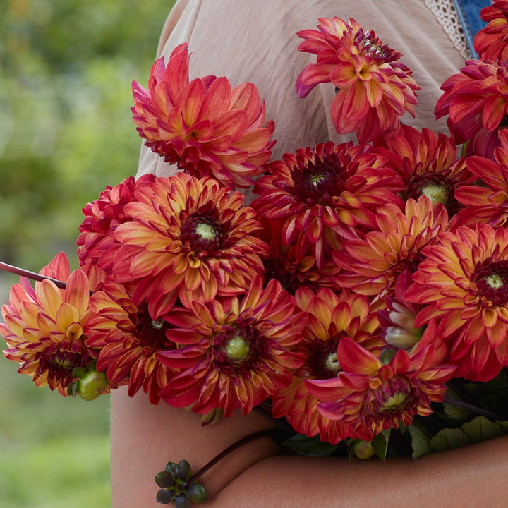 Dahlia Dinga Dong (tidigare Autumn Pumpkin)