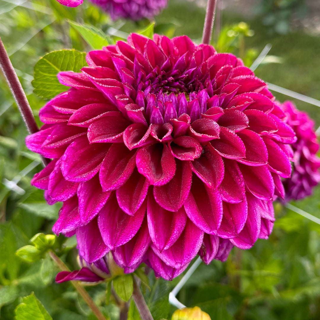Dahlia Diva US