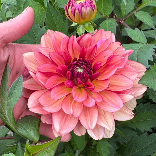 Dahlia Dolce Vera Nyhet!