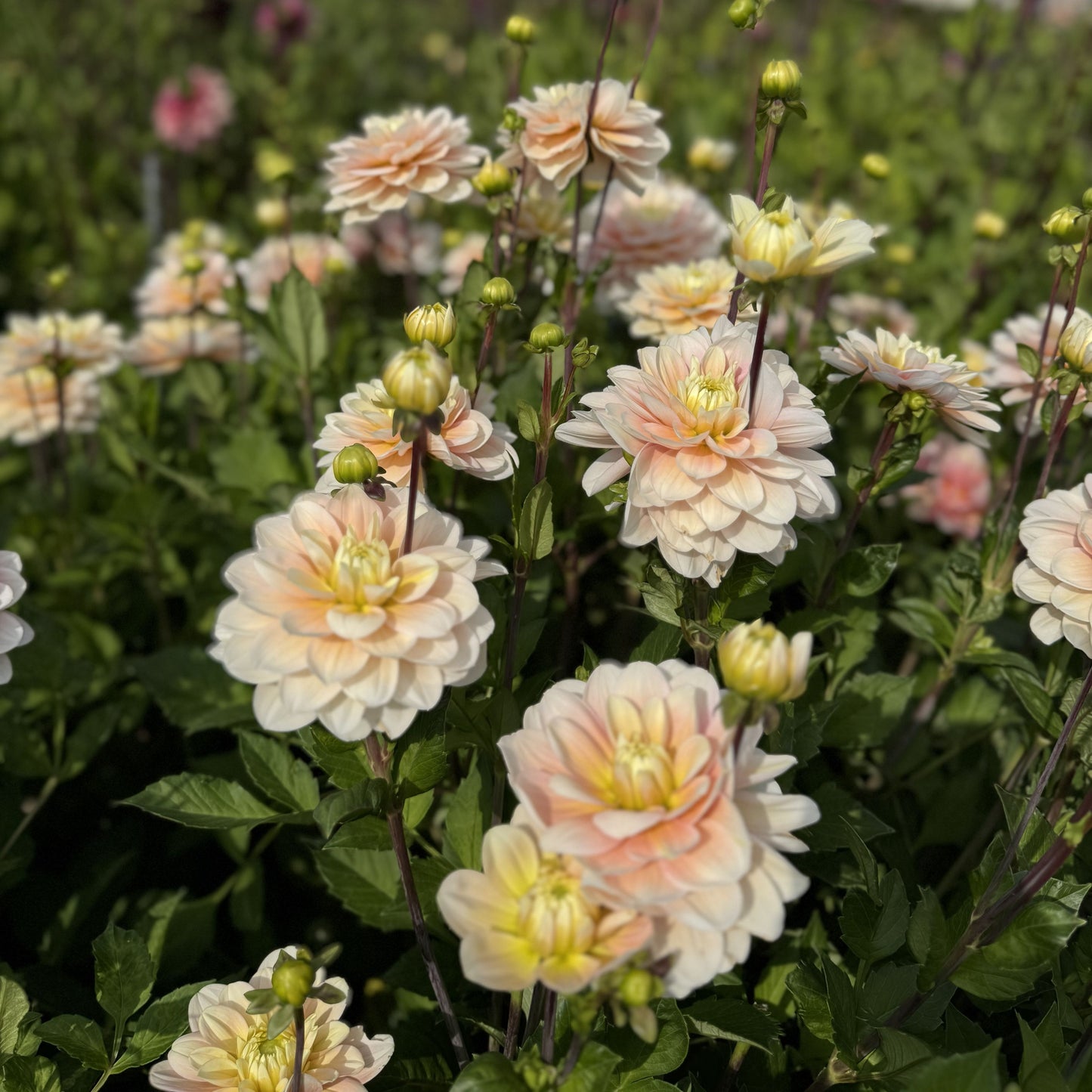 Dahlia Dolce Anna Nyhet!