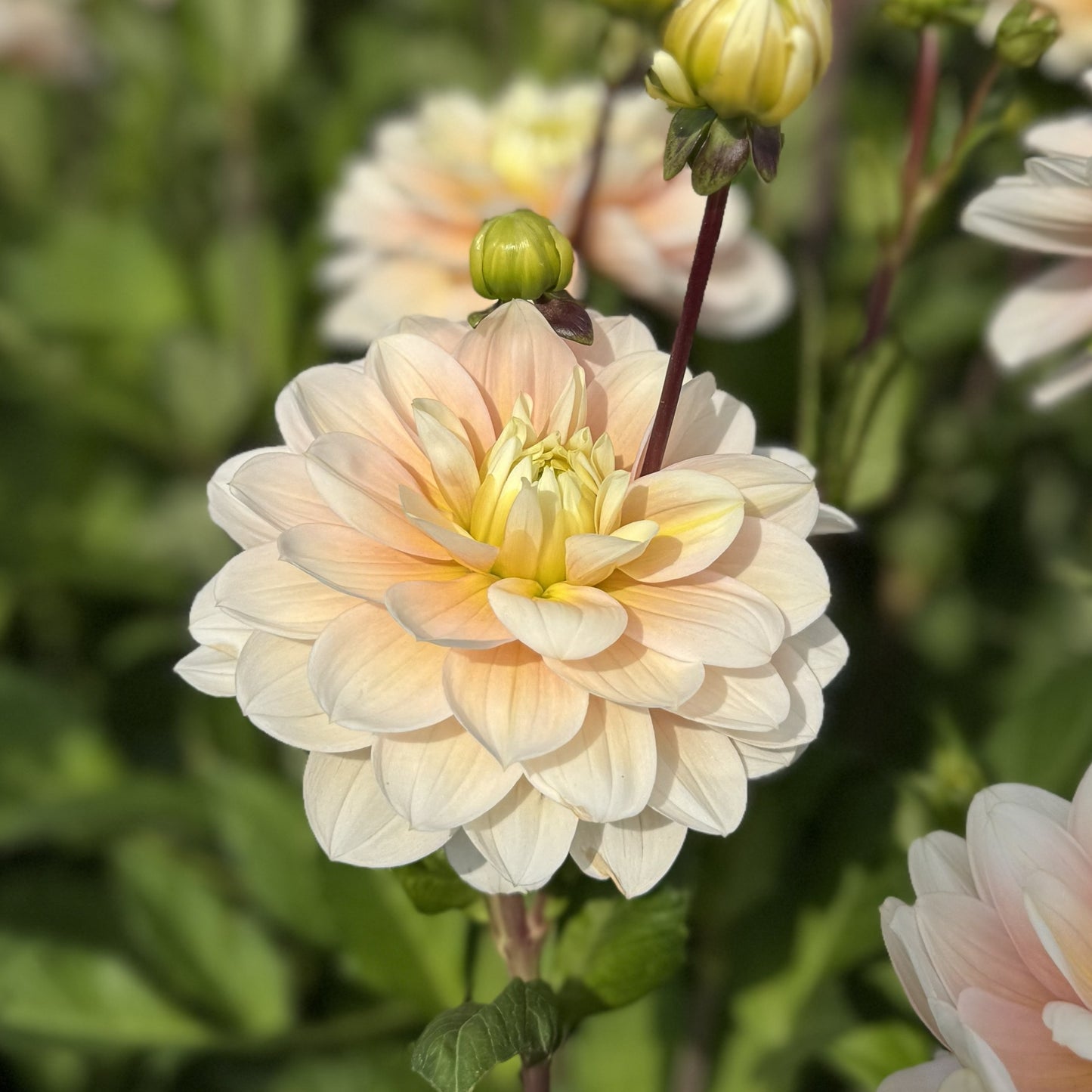 Dahlia Dolce Anna Nyhet!