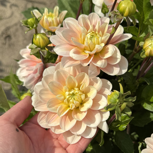 Dahlia Dolce Anna Nyhet!