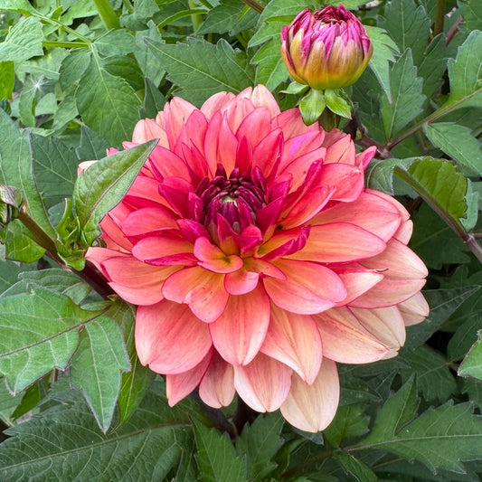 Dahlia Dolce Vera Nyhet!