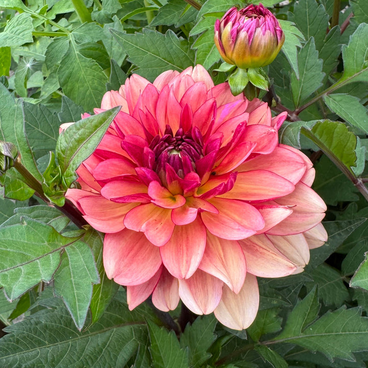 Dahlia Dolce Vera Nyhet!