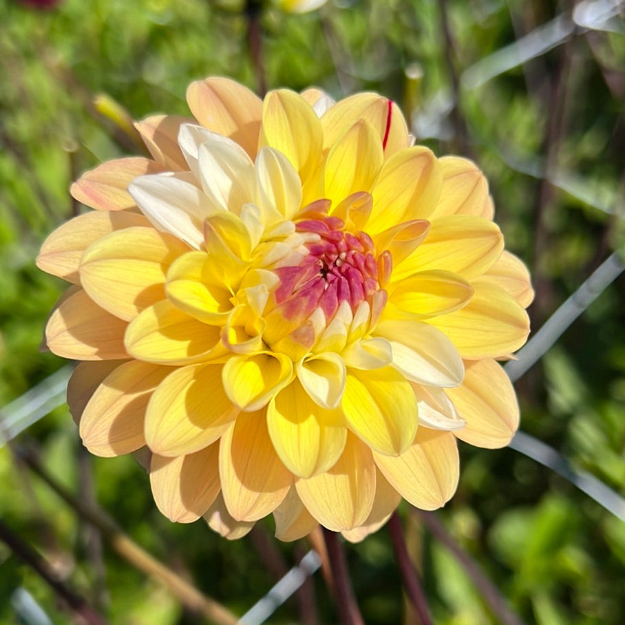 Dahlia Double Jill