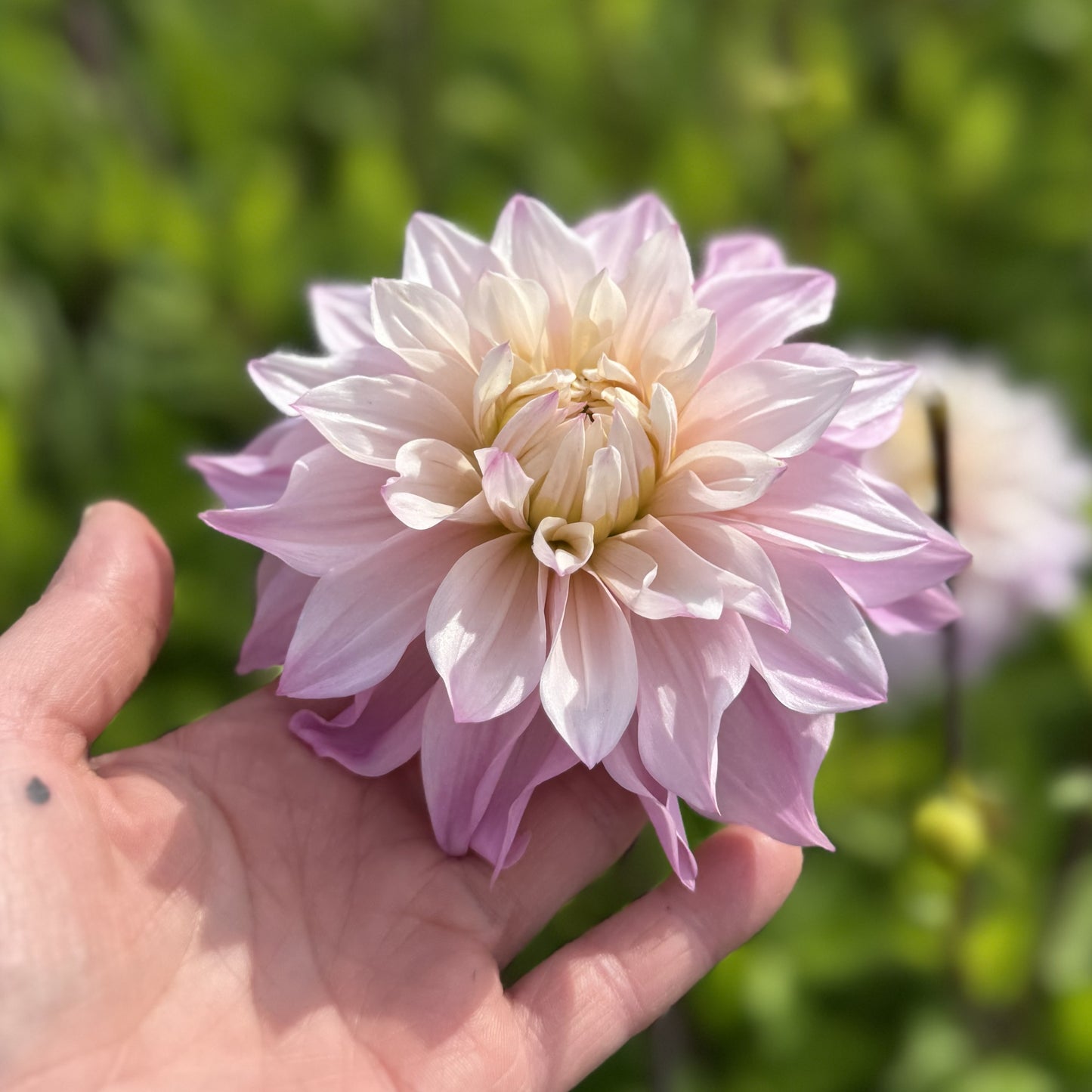 Dahlia Elliot Nyhet!