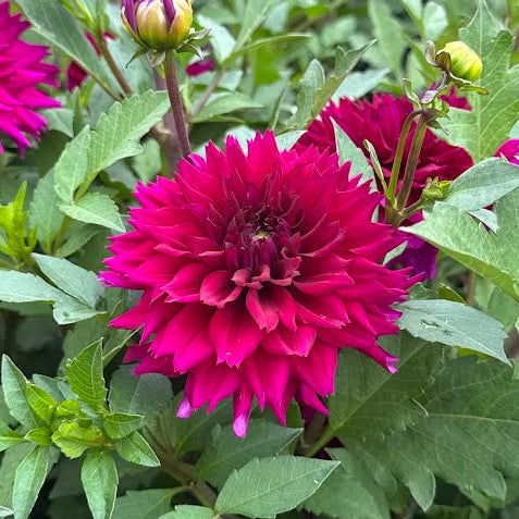 Dahlia Fuchsia Charm Nyhet!