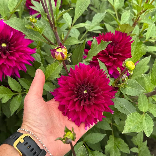 Dahlia Fuchsia Charm Nyhet!