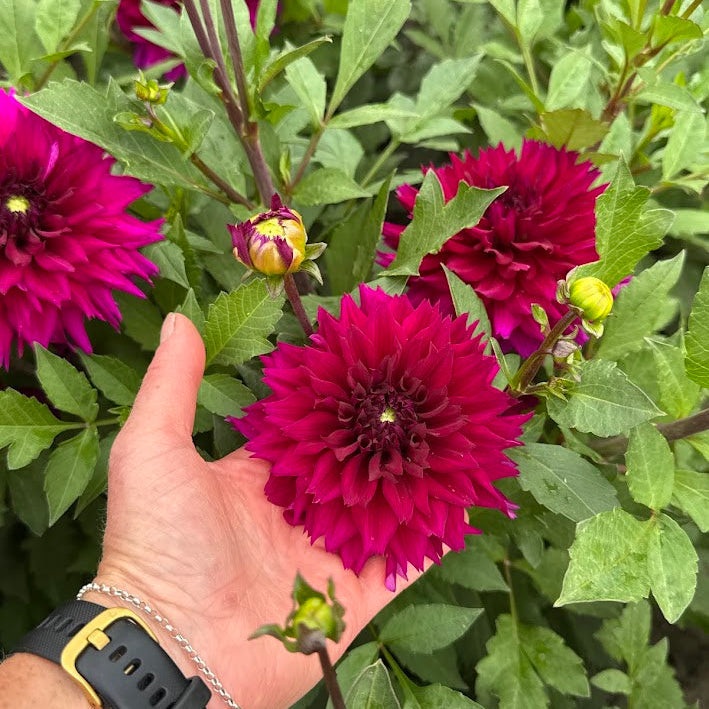 Dahlia Fuchsia Charm Nyhet!