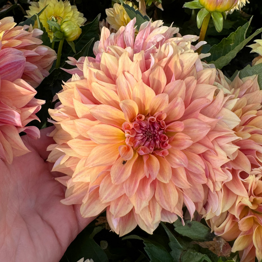 Dahlia Garden Desire