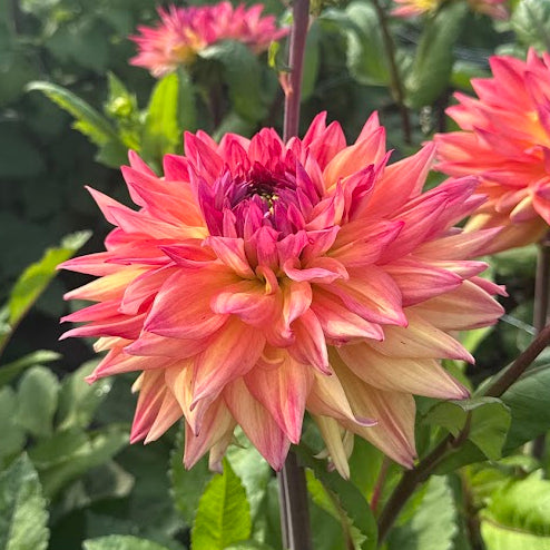Dahlia Hakuna Matata Nyhet! Exclusive!