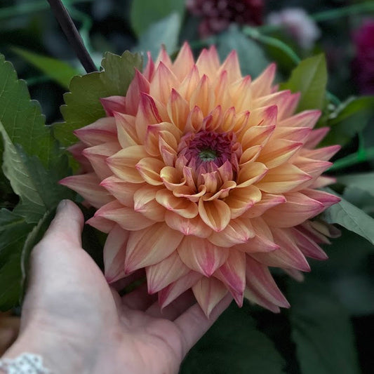 Dahlia Hakuna Matata Nyhet! Exclusive!