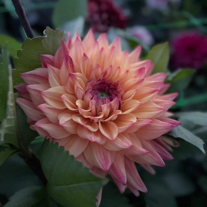 Dahlia Hakuna Matata Nyhet! Exclusive!