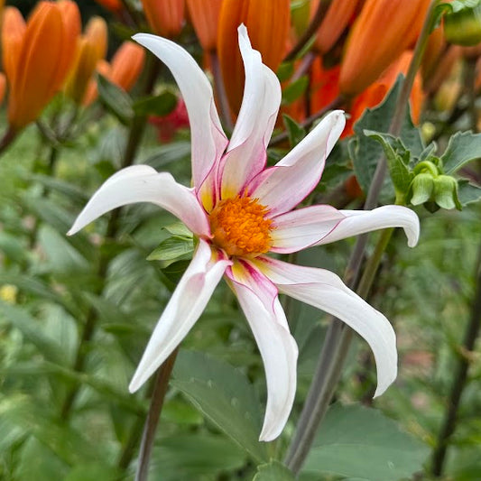 Dahlia Honka Fragile