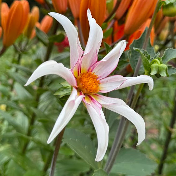 Dahlia Honka Fragile
