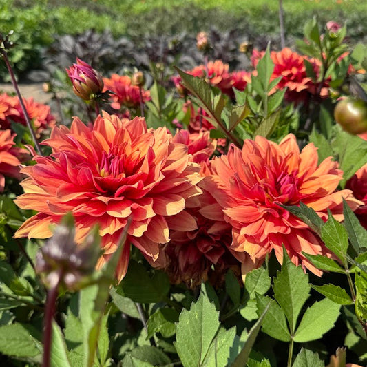 Dahlia Hug Me!