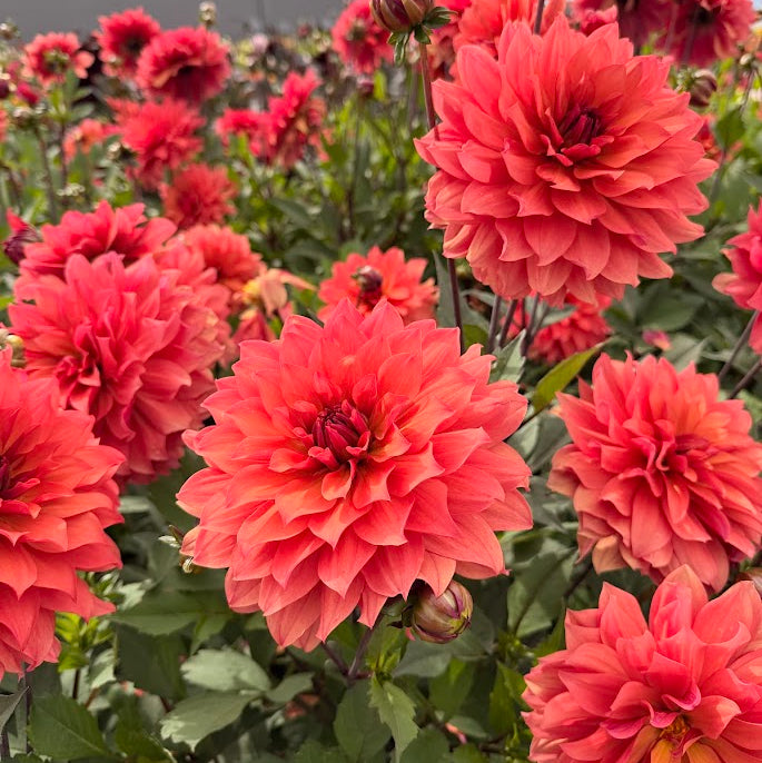 Dahlia Hug Me!