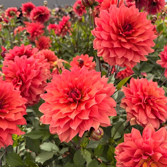 Dahlia Hug Me!