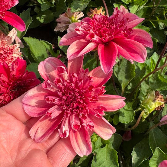 Dahlia Inca Nyhet!