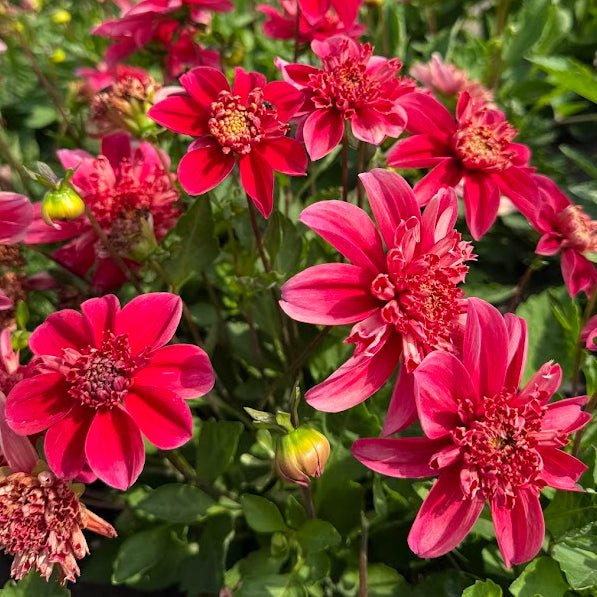 Dahlia Inca Nyhet!