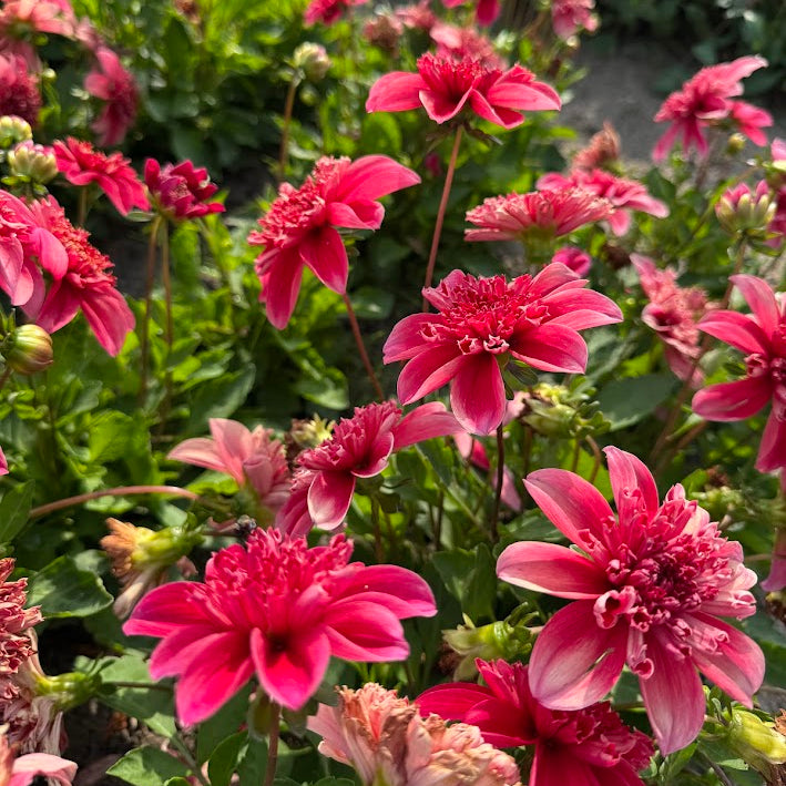 Dahlia Inca Nyhet!