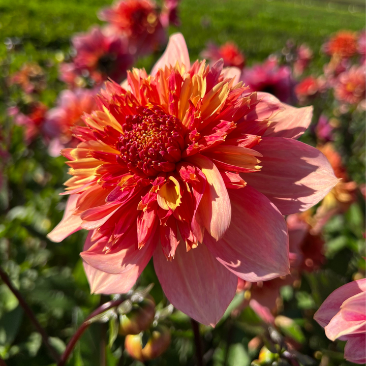 Dahlia Lava Glow