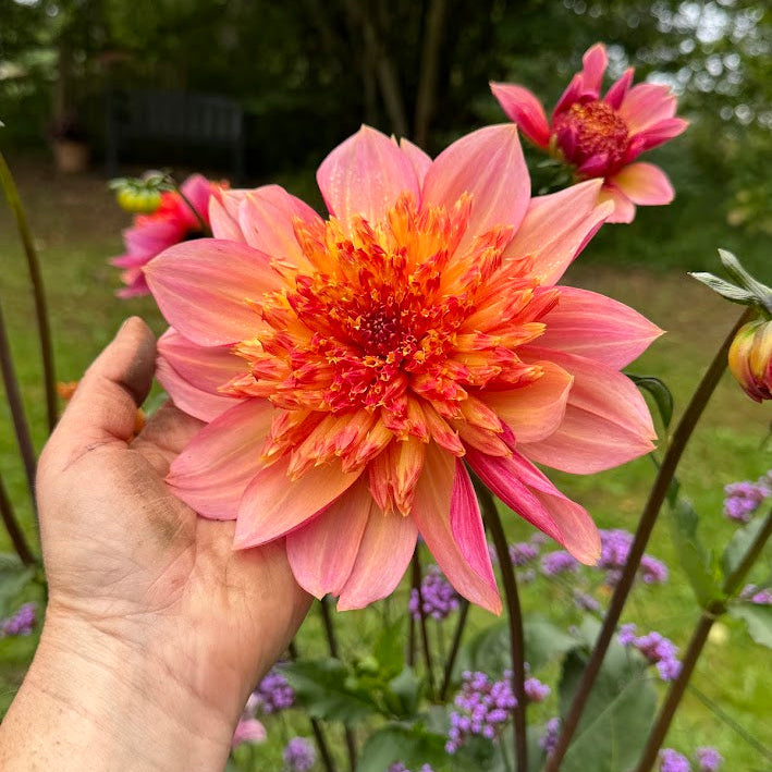 Dahlia Lava Glow