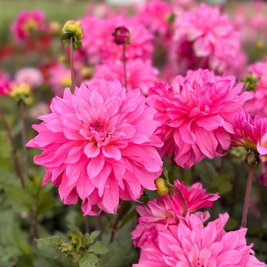Dahlia Lizz Baaij Nyhet!
