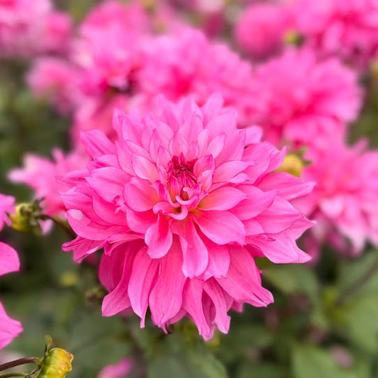Dahlia Lizz Baaij Nyhet!