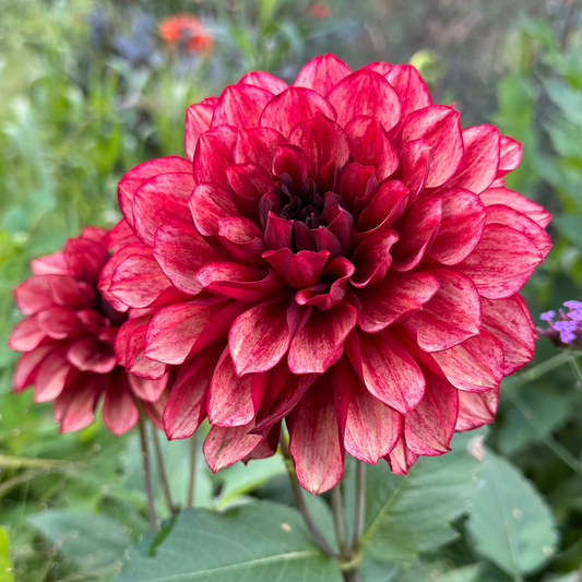 Dahlia Love Lady