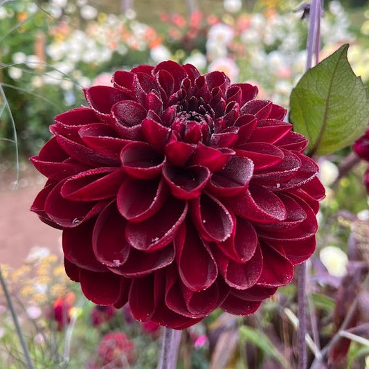 Dahlia Manoa
