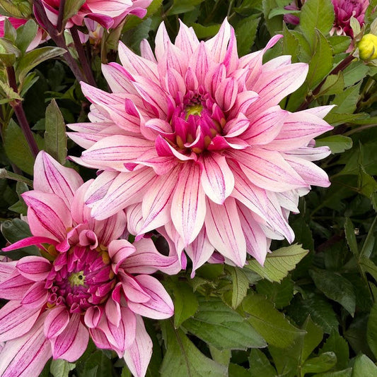 Dahlia Miya