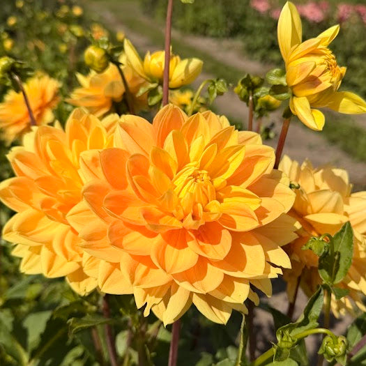 Dahlia Monet Glory Nyhet!