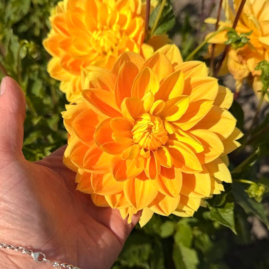 Dahlia Monet Glory Nyhet!