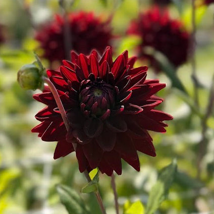 Dahlia National Velvet