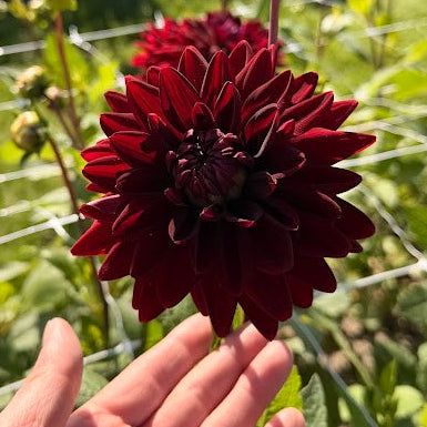 Dahlia National Velvet
