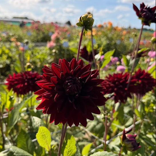 Dahlia National Velvet